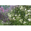 Odętka wirginijska 'Alba' | Physostegia virginiana