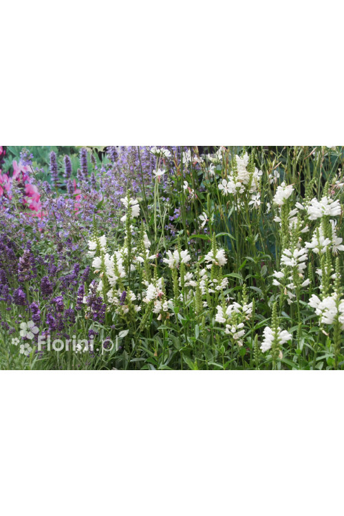 Odętka wirginijska 'Alba' | Physostegia virginiana