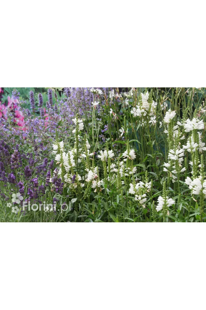 Odętka wirginijska 'Alba' | Physostegia virginiana