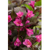 Krzewuszka cudowna 'Minor Black' | Weigela florida