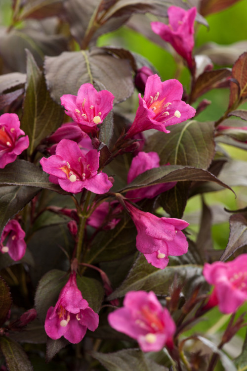Krzewuszka cudowna 'Minor Black' | Weigela florida