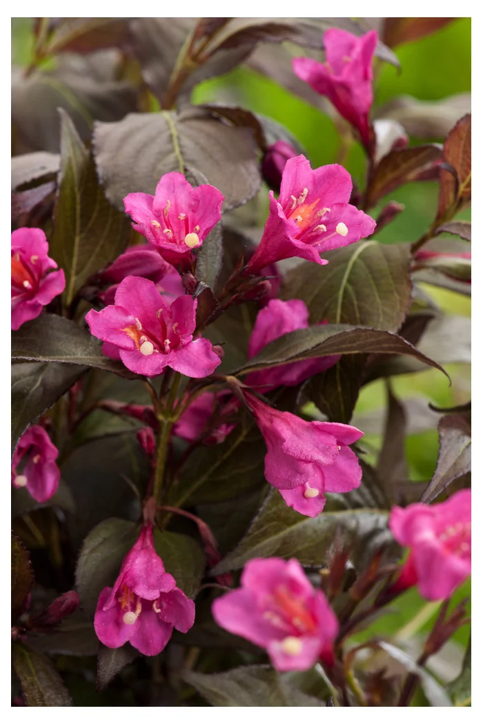 Krzewuszka cudowna 'Minor Black' | Weigela florida
