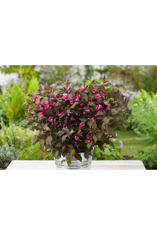 Krzewuszka cudowna 'Minor Black' | Weigela florida