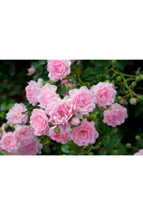 Róża pnąca różowa Rosa