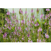 Odętka wirginijska 'Rosea' | Physostegia virginiana