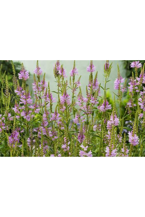 Odętka wirginijska 'Rosea' | Physostegia virginiana