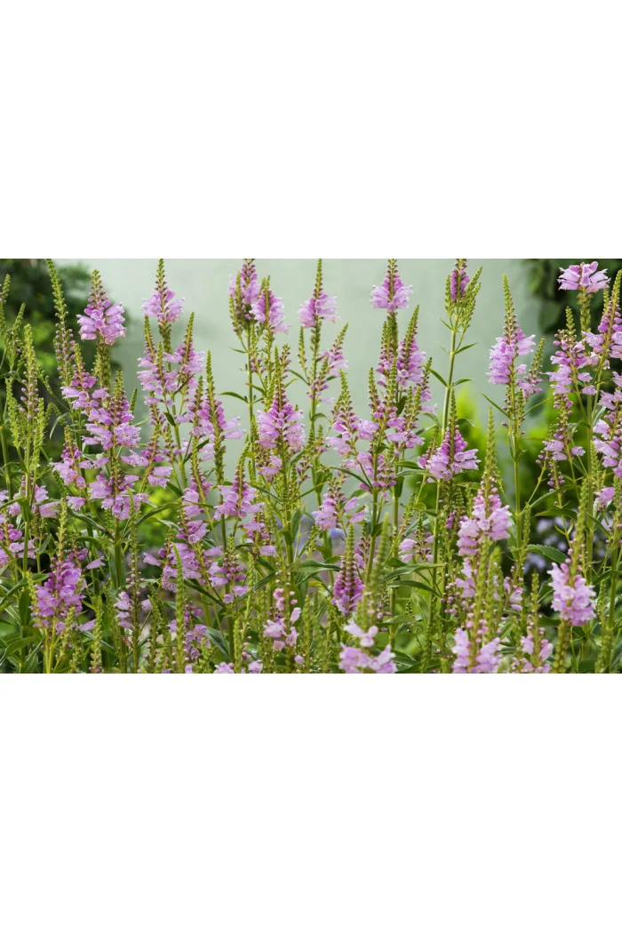 Odętka wirginijska 'Rosea' | Physostegia virginiana