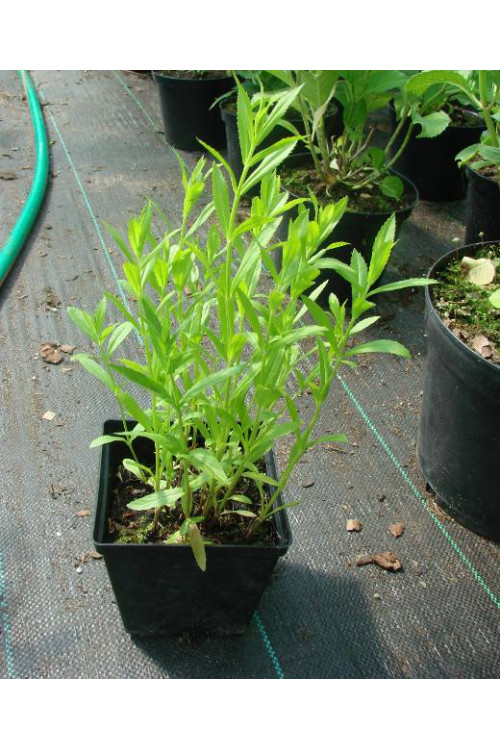 Odętka wirginijska 'Rosea' | Physostegia virginiana
