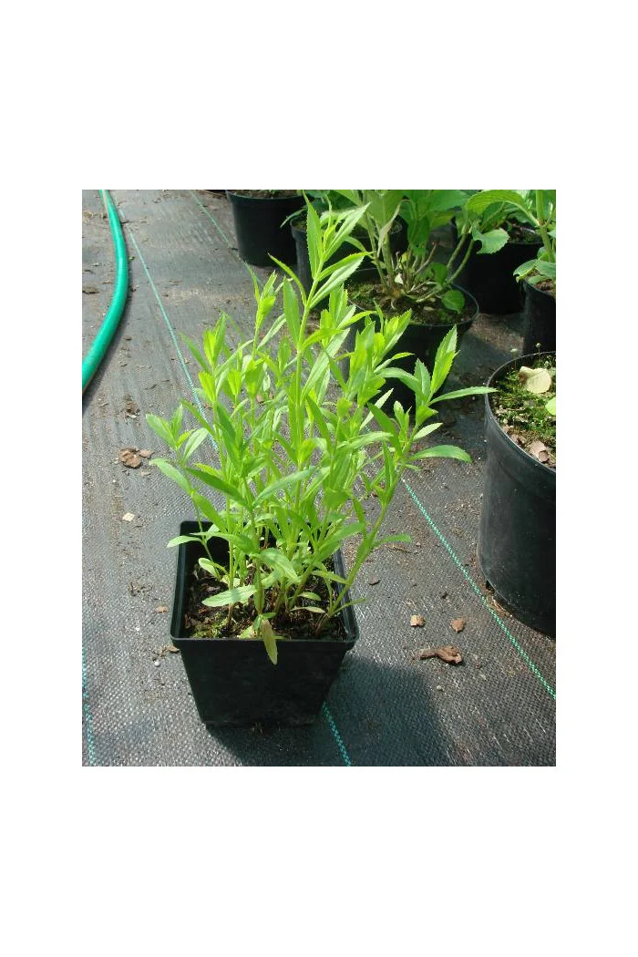 Odętka wirginijska 'Rosea' | Physostegia virginiana