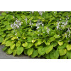 Funkia 'August Moon' Hosta