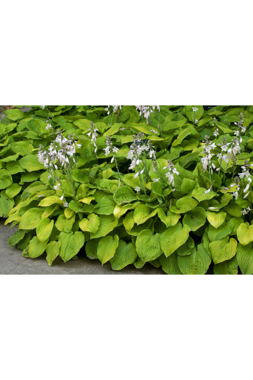 Funkia 'August Moon' Hosta