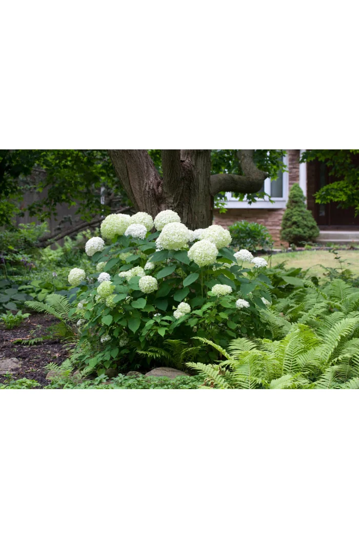 Hortensja drzewiasta 'Anabelle' | Hydrangea arborescens