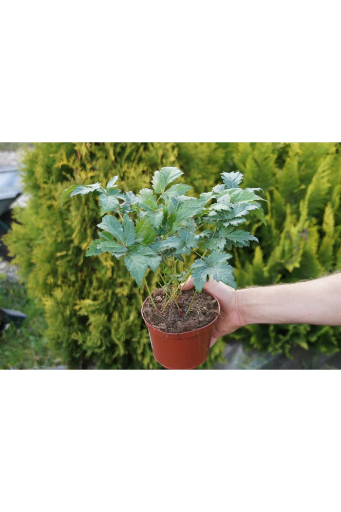 Tawułka arendsa 'Elizabeth Bloom'| Astilbe arendsii