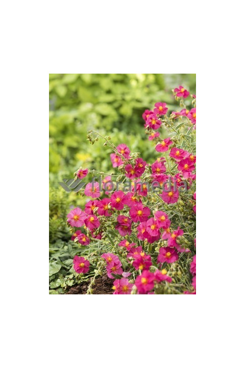 Posłonek 'Ben Ledi' | Helianthemum