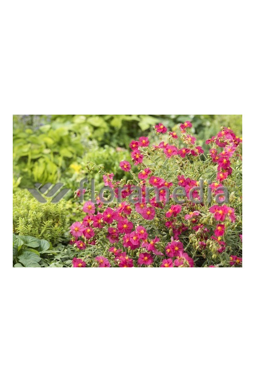 Posłonek 'Ben Ledi' | Helianthemum