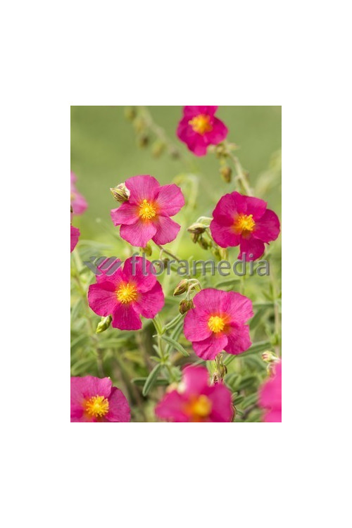 Posłonek 'Ben Ledi' | Helianthemum