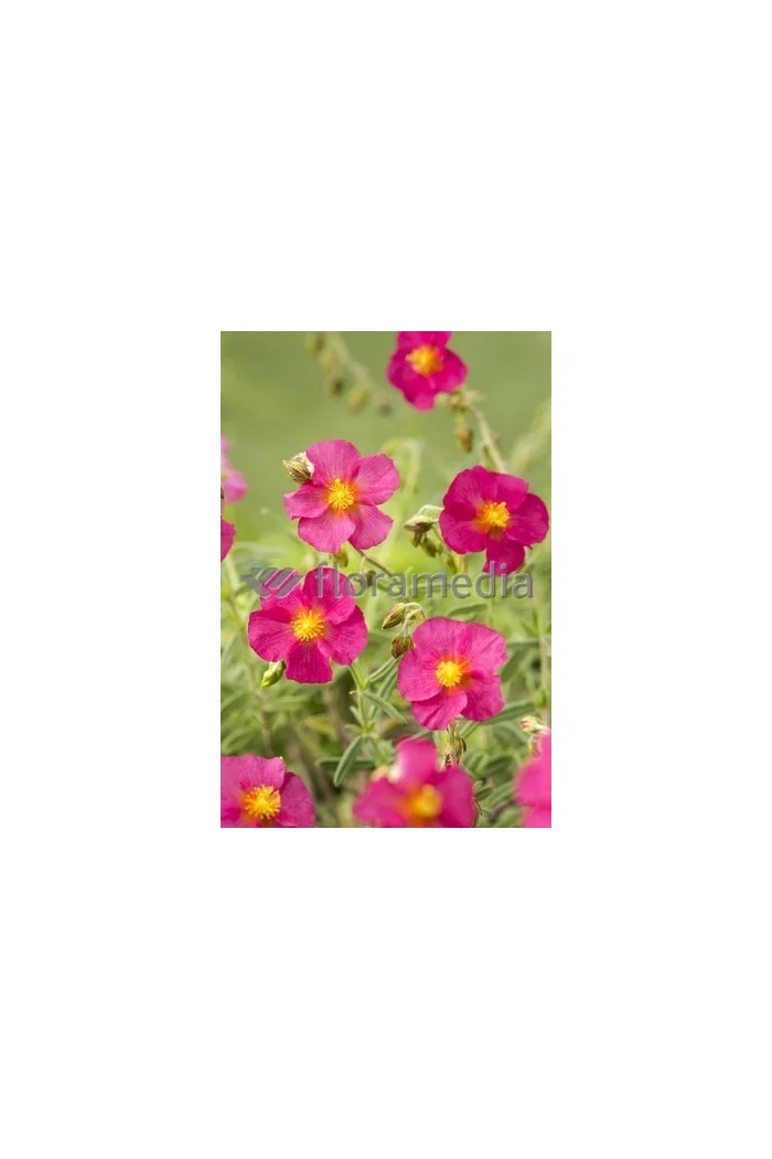 Posłonek 'Ben Ledi' | Helianthemum