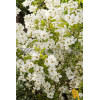 Obiela wielkokwiatowa 'Snow Mountain' | Exochorda racemosa