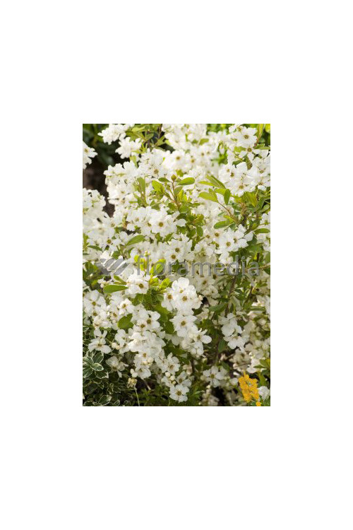 Obiela wielkokwiatowa 'Snow Mountain' | Exochorda racemosa