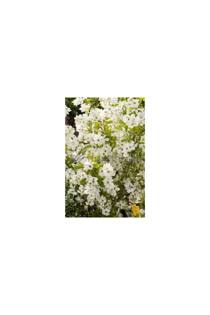Obiela wielkokwiatowa 'Snow Mountain' | Exochorda racemosa