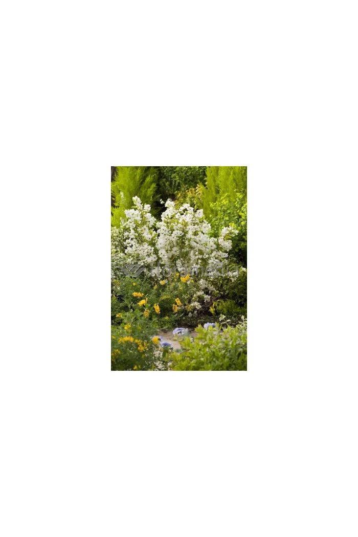 Obiela wielkokwiatowa 'Snow Mountain' | Exochorda racemosa