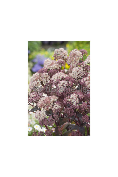 Rozchodnik 'Moonlight Serenade' Sedum