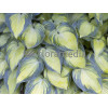 Funkia 'June' Hosta