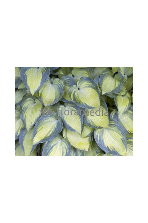 Funkia 'June' Hosta