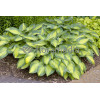 Funkia 'June' Hosta
