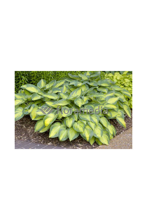 Funkia 'June' Hosta