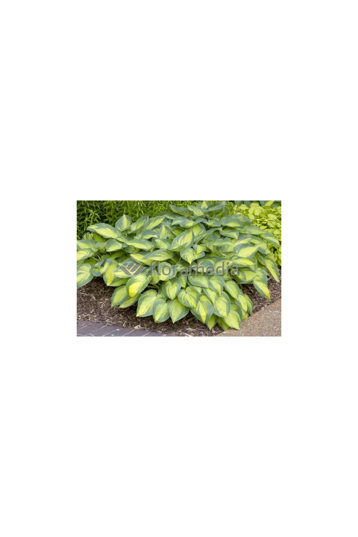 Funkia 'June' Hosta