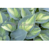 Funkia 'June' Hosta