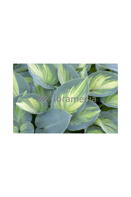 Funkia 'June' Hosta