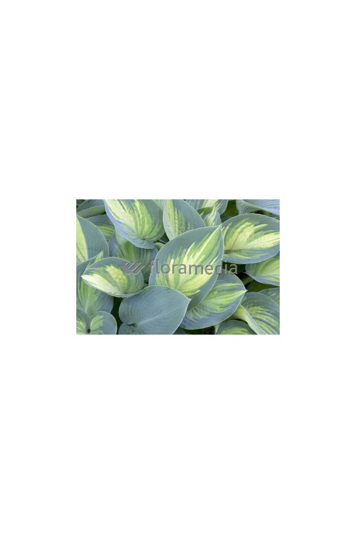 Funkia 'June' Hosta