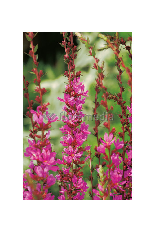 Krwawnica rózgowata 'Dropmore Purple' | Lythrum virgatum