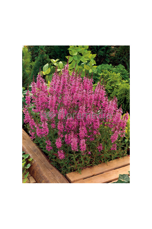 Krwawnica rózgowata 'Dropmore Purple' | Lythrum virgatum