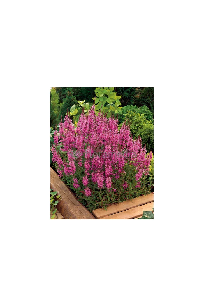 Krwawnica rózgowata 'Dropmore Purple' | Lythrum virgatum