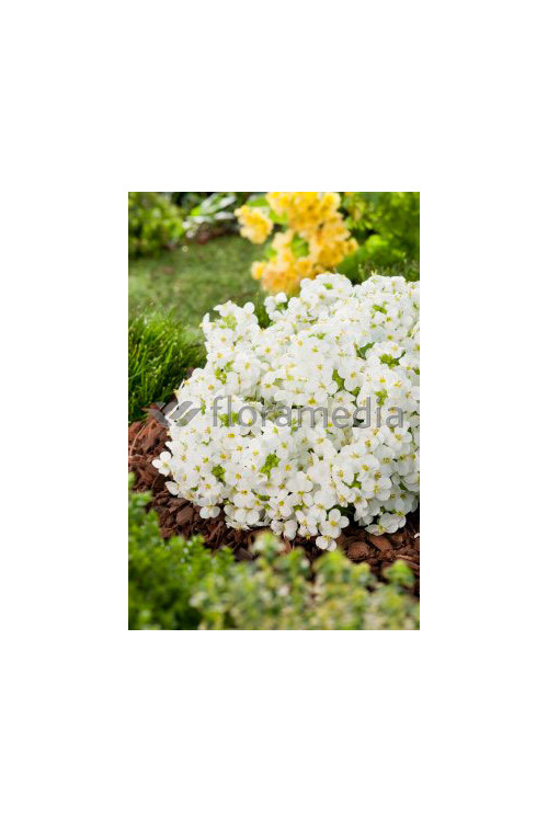 Gęsiówka kaukaska 'Pixie Cream' Arabis caucasica