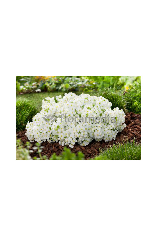 Gęsiówka kaukaska 'Pixie Cream' Arabis caucasica