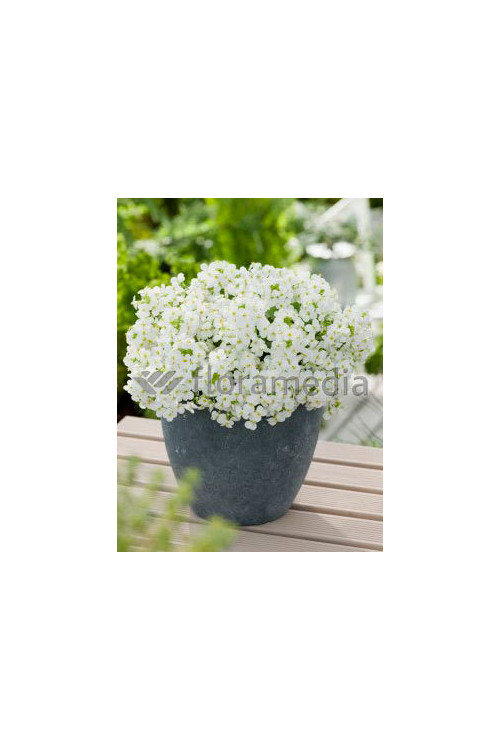 Gęsiówka kaukaska 'Pixie Cream' Arabis caucasica