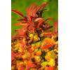 Berberys Thunberga 'Summer Sunset' | Berberis thunbergii