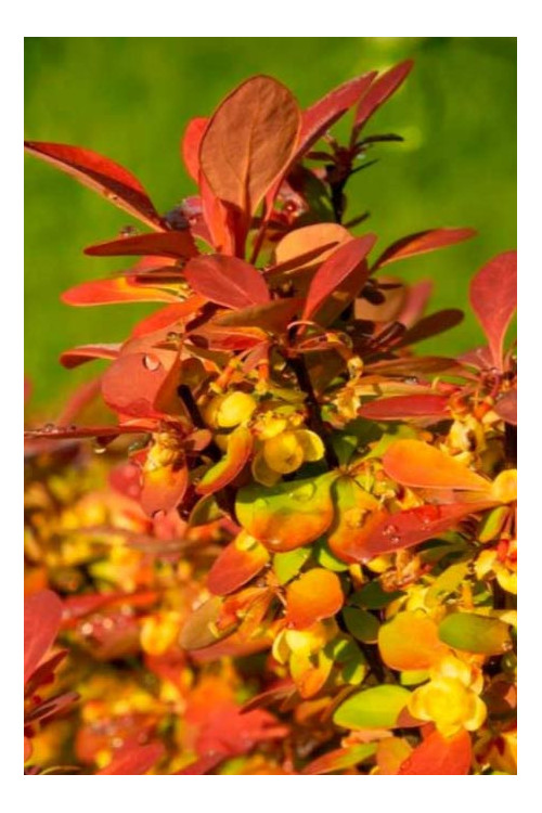 Berberys Thunberga 'Summer Sunset' | Berberis thunbergii