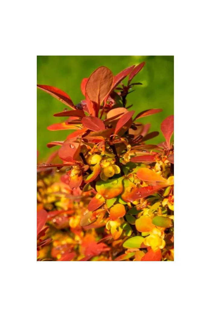 Berberys Thunberga 'Summer Sunset' | Berberis thunbergii