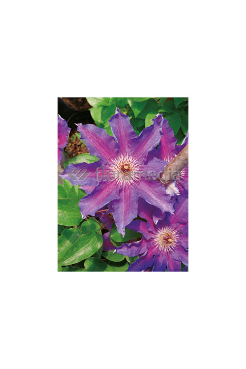 Powojnik 'Dzieci Warszawy' | Clematis