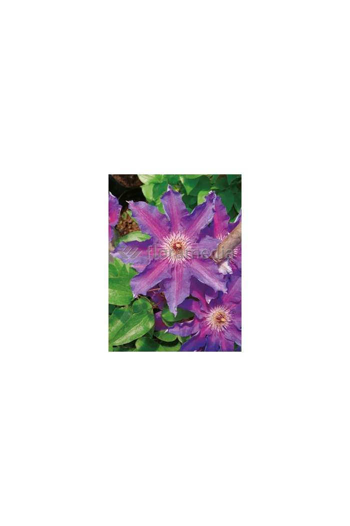 Powojnik 'Dzieci Warszawy' | Clematis