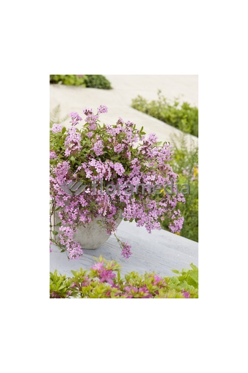 Mydlnica bazyliowata Saponaria ocymoides