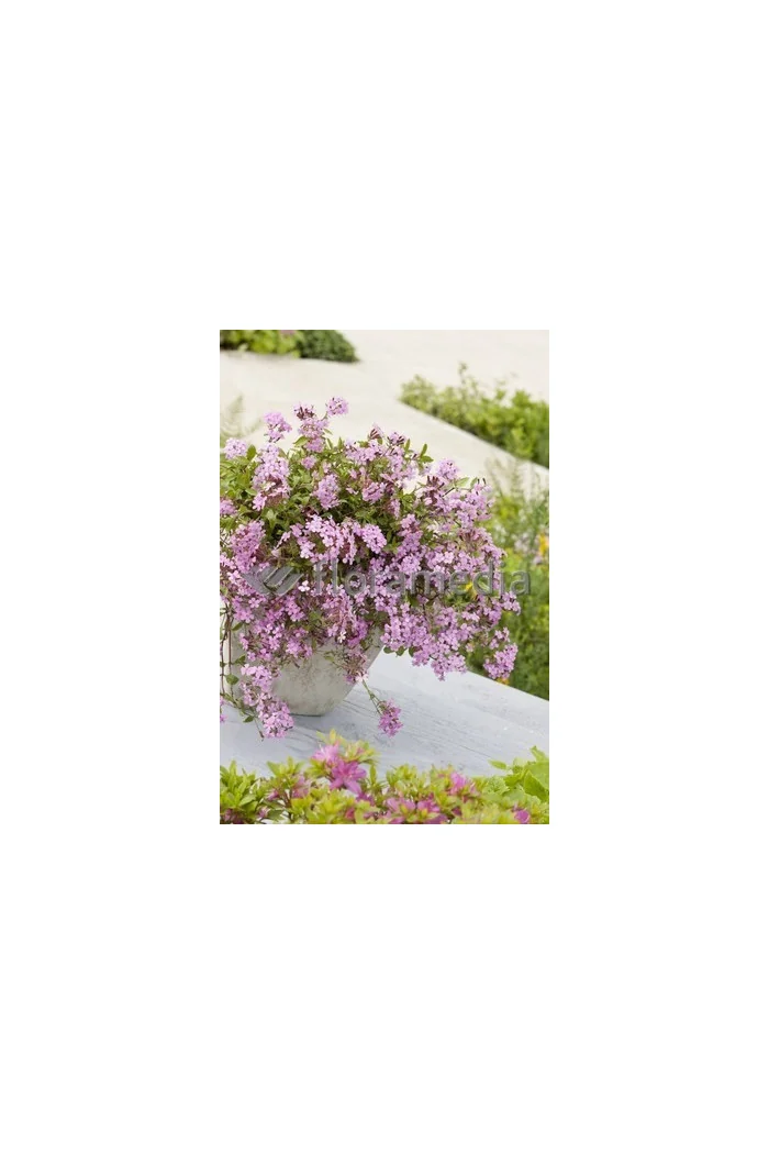 Mydlnica bazyliowata Saponaria ocymoides