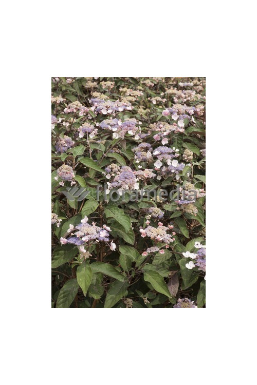 Hortensja kosmata 'Hot Chocolate' |Hydrangea aspera