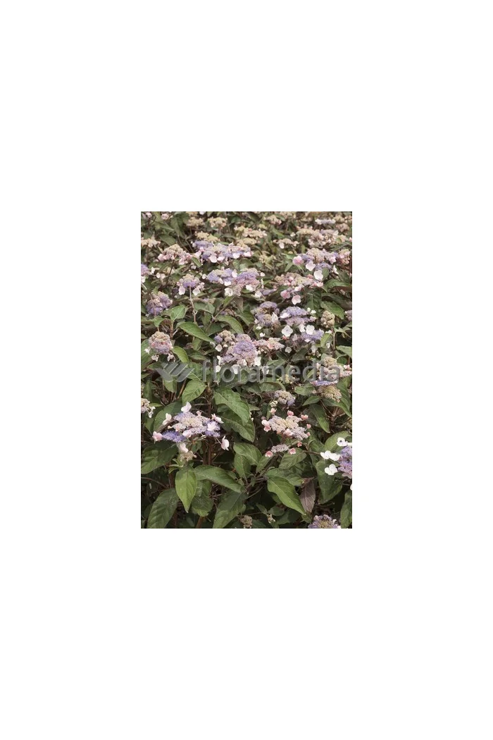 Hortensja kosmata 'Hot Chocolate' |Hydrangea aspera