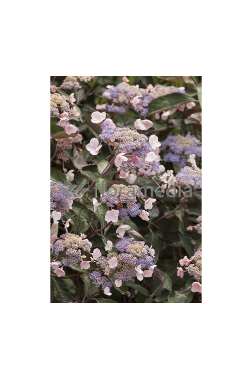 Hortensja kosmata 'Hot Chocolate' |Hydrangea aspera